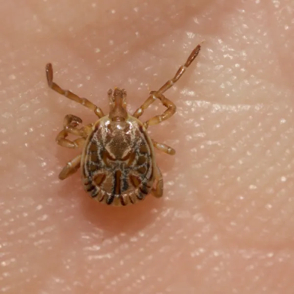 a close up of a Gulf Coast Tick (Amblyomma maculatum)