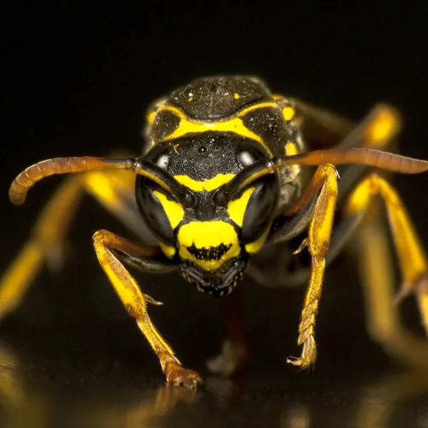 a close up of a Southern Yellow Jacket (Vespula squamosa)