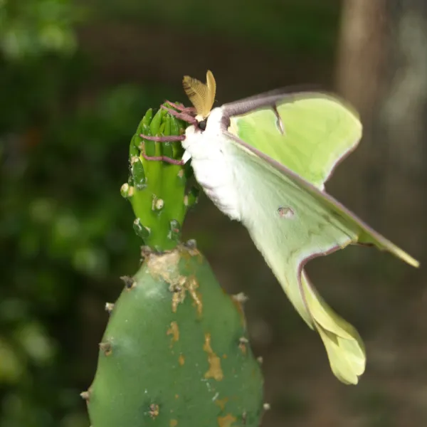 a Luna Moth (Actias luna) on a leaf