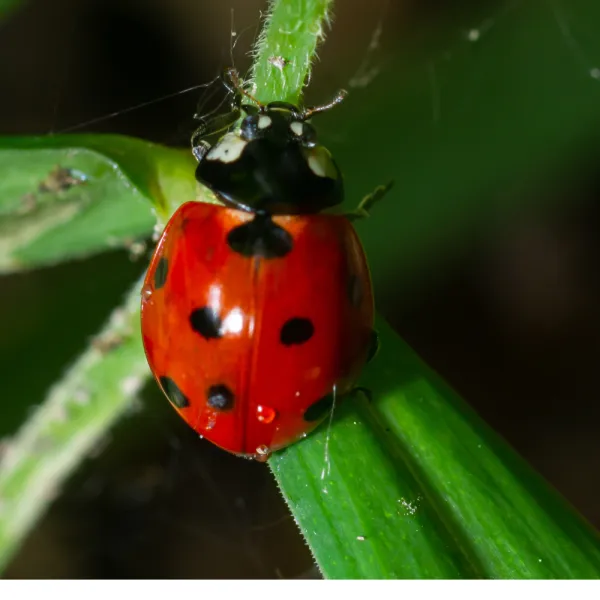 Coccinella Septempunctata Beetle; Lady Bug