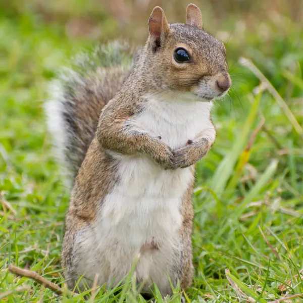 a Eastern Gray Squirrel