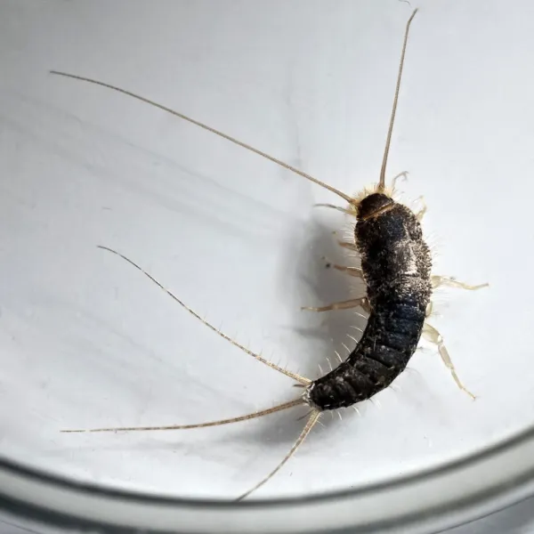 a close up of a silverfish