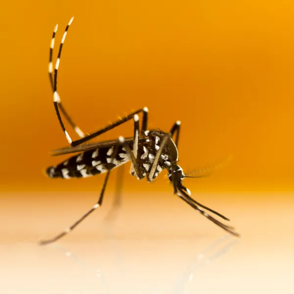 Atlanta Pest Control Services handling a close up of Aedes albopictus, Comprehensive pest inspections in Georgia