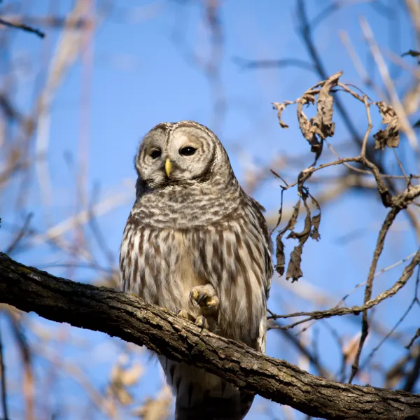 Barred Owl (Strix varia) sitting on a branch, Carolina Residential & Commercial Pest Control, Pest Control Services in the Carolinas, Termites,  Charlotte Lawns Pests, Interior and Exterior Treatments, Good Nature Pest Control