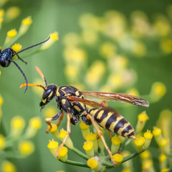 a close up of a Paper Wasp (Polistes spp.)