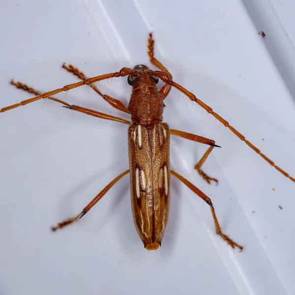 longhorn beetle, Carolina Residential & Commercial Pest Control, Pest Control Services in the Carolinas, Termites, Charlotte Lawns Pests, Interior and Exterior Treatments, Good Nature Pest Control