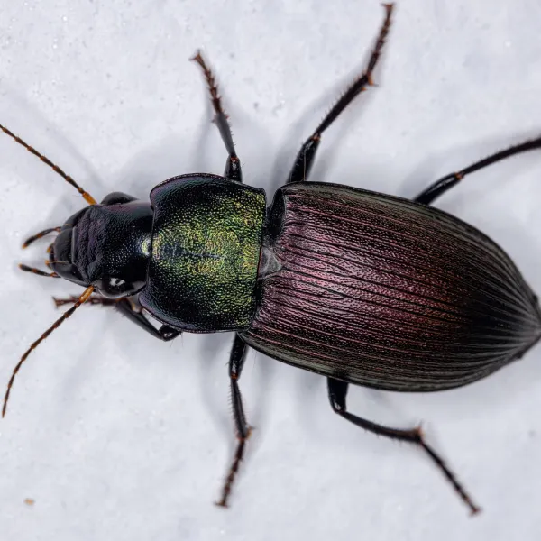 ground beetles, Carolina Residential & Commercial Pest Control, Pest Control Services in the Carolinas, Termites, Charlotte Lawns Pests, Interior and Exterior Treatments, Good Nature Pest Control