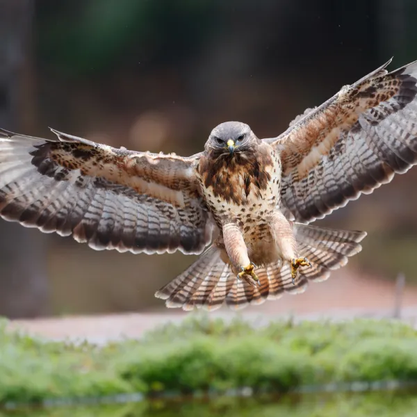 a Red-tailed Hawk (Buteo jamaicensis) bird flying in the air, Carolina Residential & Commercial Pest Control, Pest Control Services in the Carolinas, Termites, Charlotte Lawns Pests, Interior and Exterior Treatments, Good Nature Pest Control