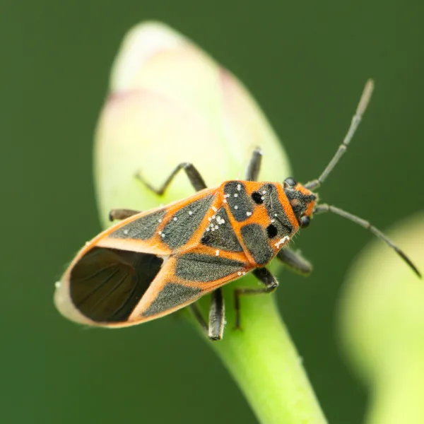a Florida Boxelder Bug (Boisea floridensis) on a leaf, Carolina Residential & Commercial Pest Control, Pest Control Services in the Carolinas, Termites, Charlotte Lawns Pests, Interior and Exterior Treatments, Good Nature Pest Control