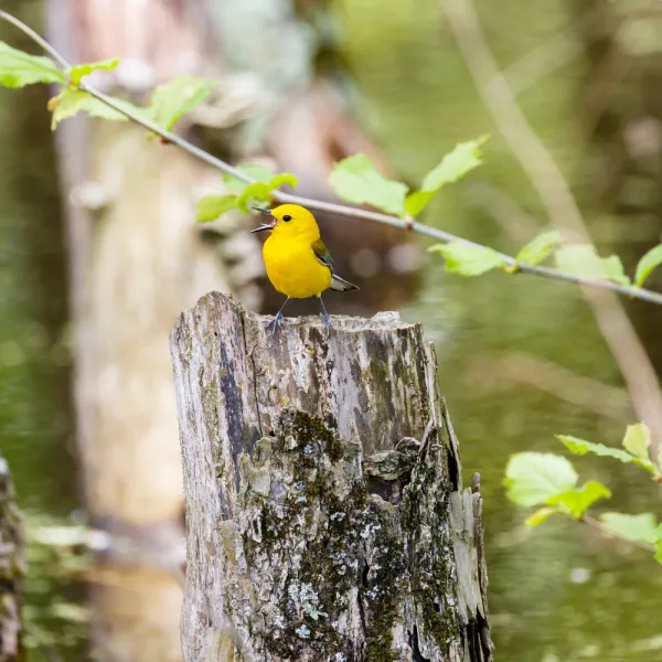 a Prothonotary Warbler (Protonotaria citrea) bird on a tree stump, Carolina Residential & Commercial Pest Control, Pest Control Services in the Carolinas, Termites, Charlotte Lawns Pests, Interior and Exterior Treatments, Good Nature Pest Control