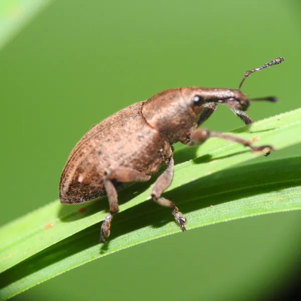 a weetle on a green leaf, Carolina Residential & Commercial Pest Control, Pest Control Services in the Carolinas, Termites, Charlotte Lawns Pests, Interior and Exterior Treatments, Good Nature Pest Control