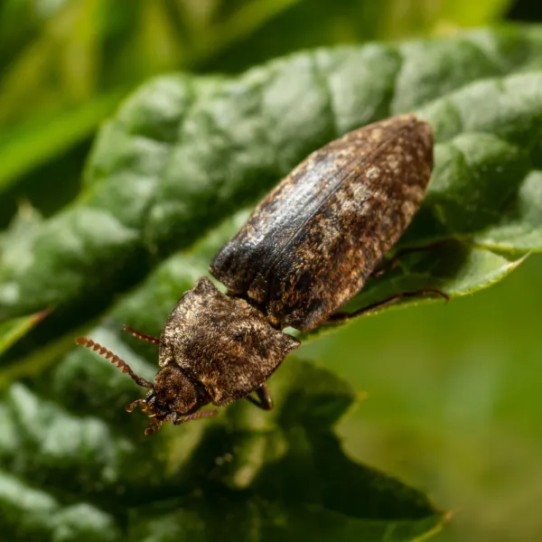a Click Beetle on a leaf, Carolina Residential & Commercial Pest Control, Pest Control Services in the Carolinas, Termites, Charlotte Lawns Pests, Interior and Exterior Treatments, Good Nature Pest Control