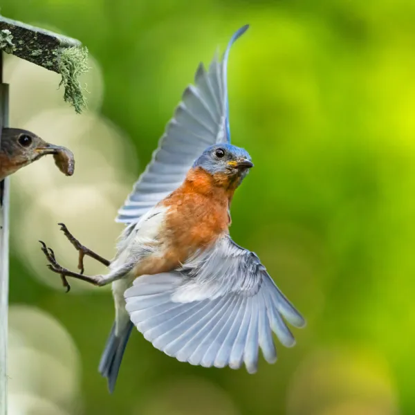 Eastern Bluebird flying with a bird in the air, Carolina Residential & Commercial Pest Control, Pest Control Services in the Carolinas, Termites, Charlotte Lawns Pests, Interior and Exterior Treatments, Good Nature Pest Control
