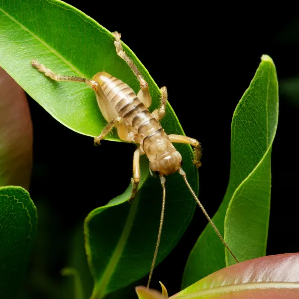 a camel cricket on a leaf, Carolina Residential & Commercial Pest Control, Pest Control Services in the Carolinas, Termites, Charlotte Lawns Pests, Interior and Exterior Treatments, Good Nature Pest Control