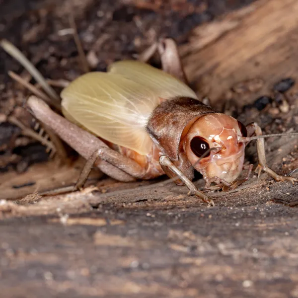 a close up of a Field Cricket (Gryllus spp.), Carolina Residential & Commercial Pest Control, Pest Control Services in the Carolinas, Termites, Charlotte Lawns Pests, Interior and Exterior Treatments, Good Nature Pest Control