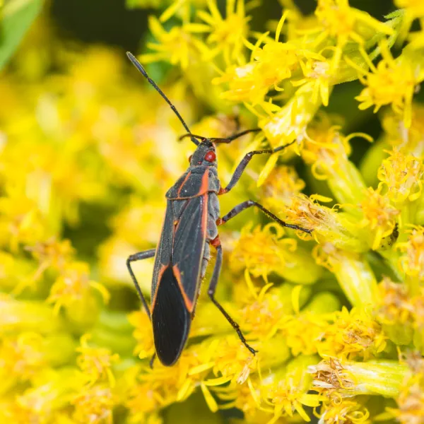 a Eastern Boxelder Bug (Boisea trivittata) on a yellow flower, Carolina Residential & Commercial Pest Control, Pest Control Services in the Carolinas, Termites, Charlotte Lawns Pests, Interior and Exterior Treatments, Good Nature Pest Control