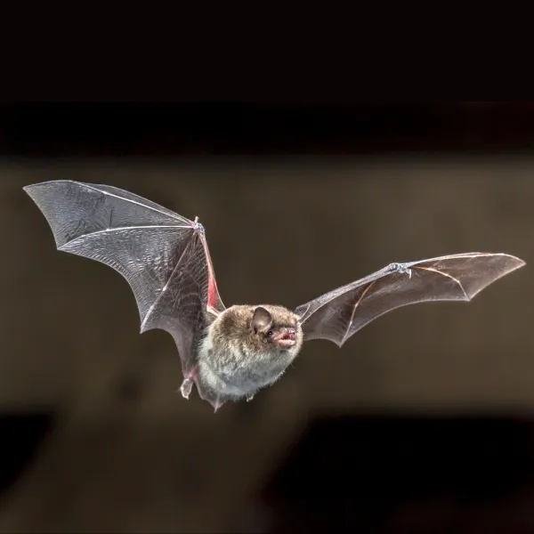 a bat flying in the air