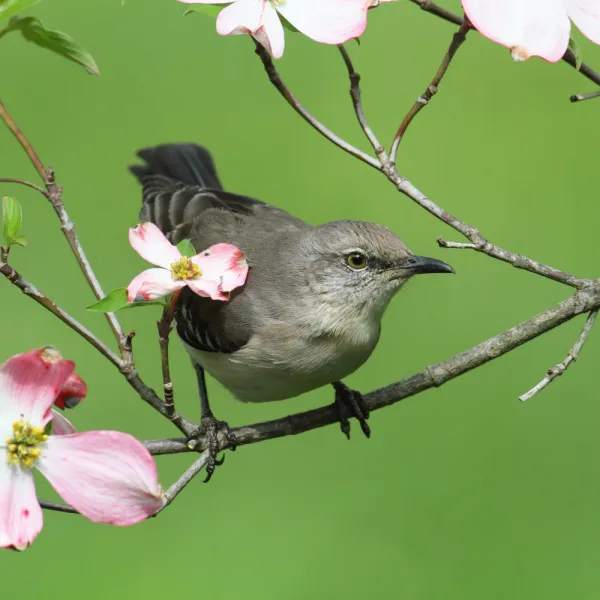 Northern Mockingbird on a branch with flowers, Carolina Residential & Commercial Pest Control, Pest Control Services in the Carolinas, Termites, Charlotte Lawns Pests, Interior and Exterior Treatments, Good Nature Pest Control