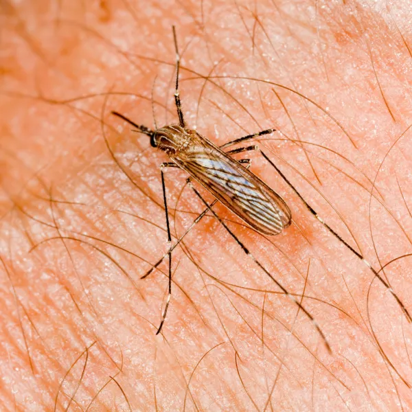 Pest Control Services handling a Culex pipiens, Comprehensive pest inspections