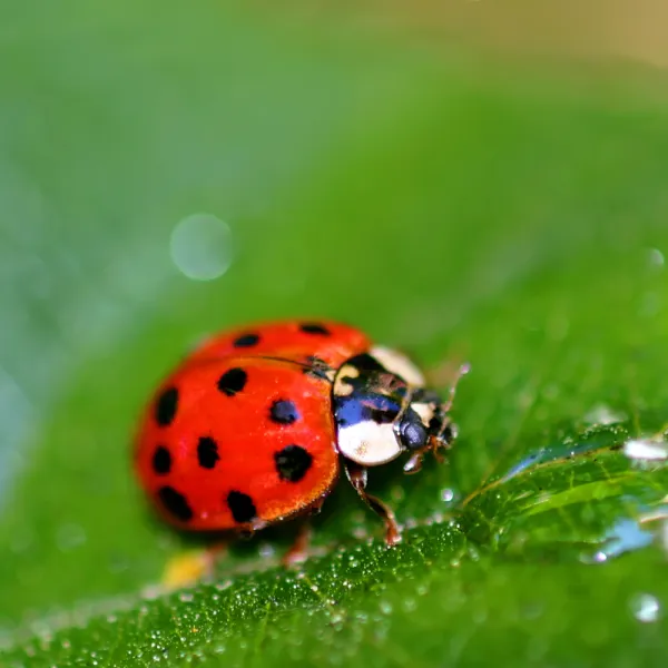 a ladybug on a leaf, Carolina Residential & Commercial Pest Control, Pest Control Services in the Carolinas, Termites, Charlotte Lawns Pests, Interior and Exterior Treatments, Good Nature Pest Control