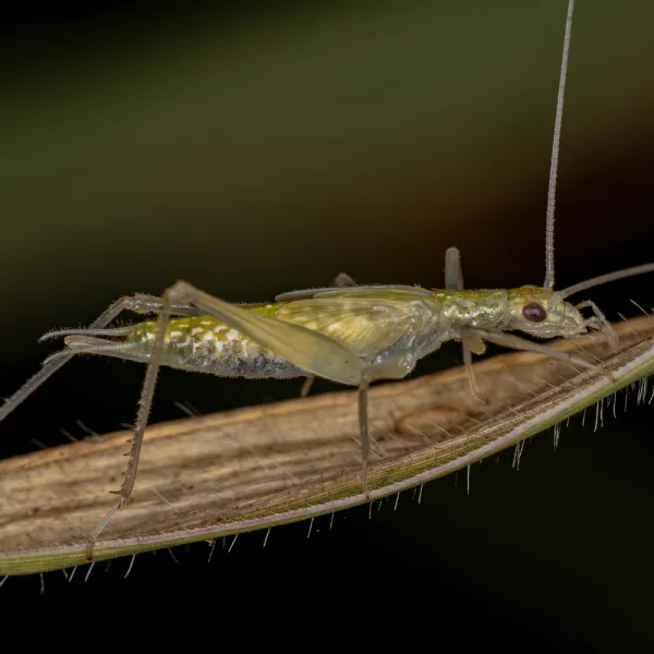 a green and white Snowy Tree Cricket (Oecanthus fultoni), Carolina Residential & Commercial Pest Control, Pest Control Services in the Carolinas, Termites, Charlotte Lawns Pests, Interior and Exterior Treatments, Good Nature Pest Control