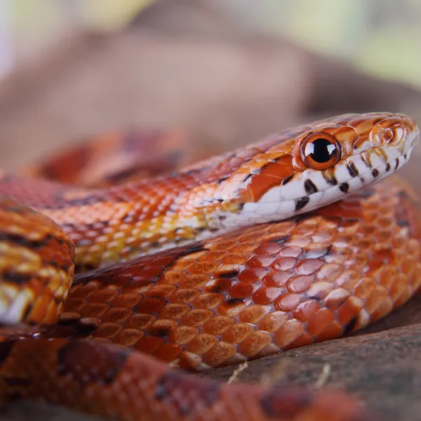 a corn snake with a brown and white head