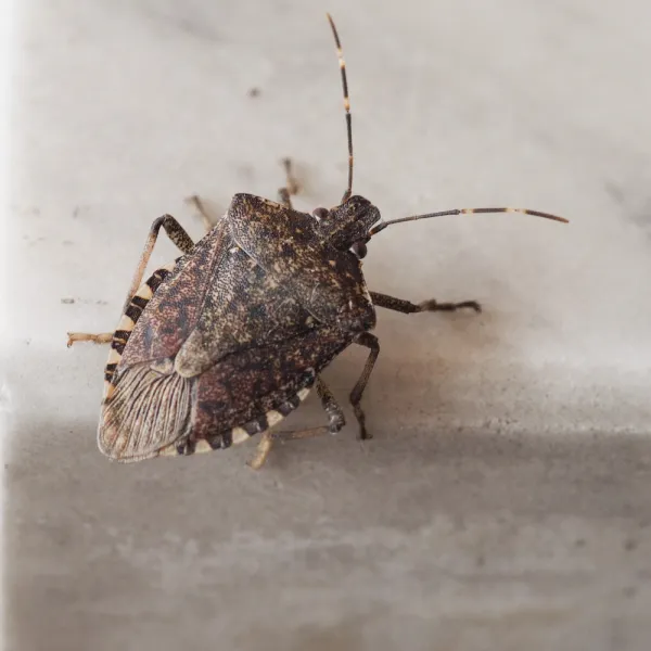 a Brown Marmorated Stink Bug (Halyomorpha halys) on a white surface