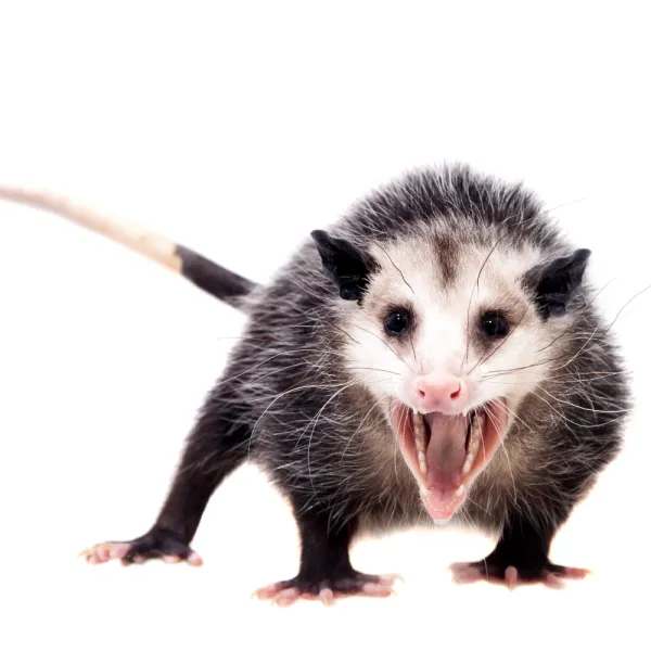 a small black and white Virginia Opossum (Didelphis virginiana):