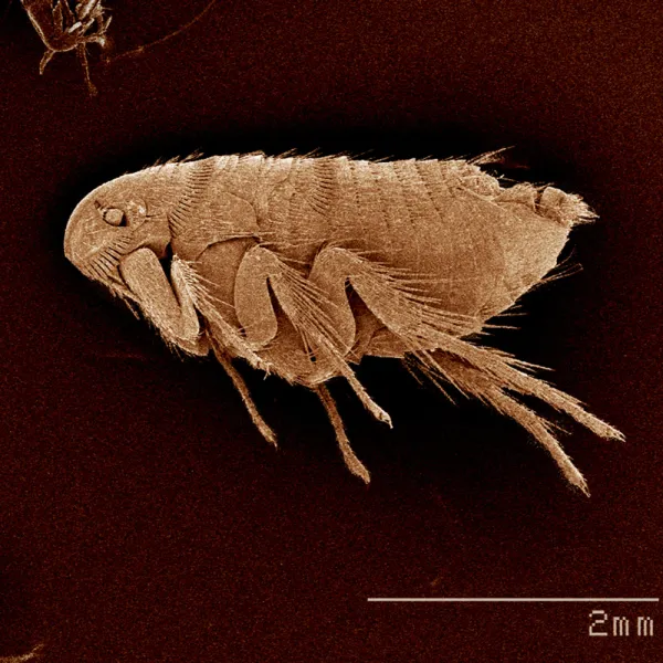 a close-up of a Oriental Rat Flea (Xenopsylla cheopis)