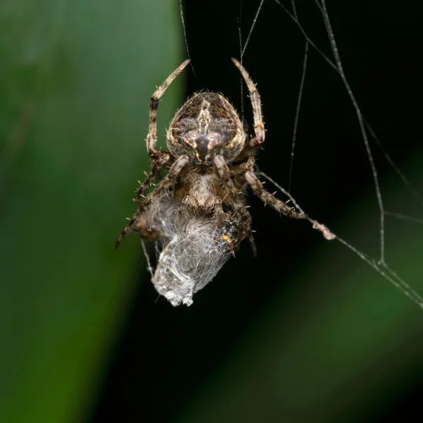 a close up of a Orb Weaver Spider (Araneidae family)