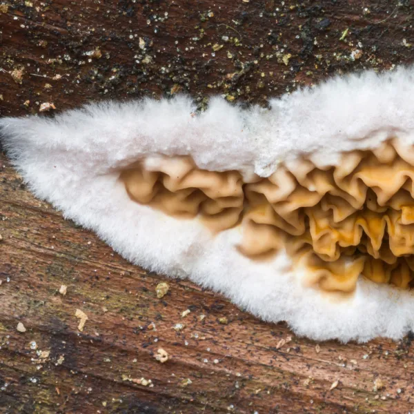 a Dry Rot Fungus (Serpula spp.)