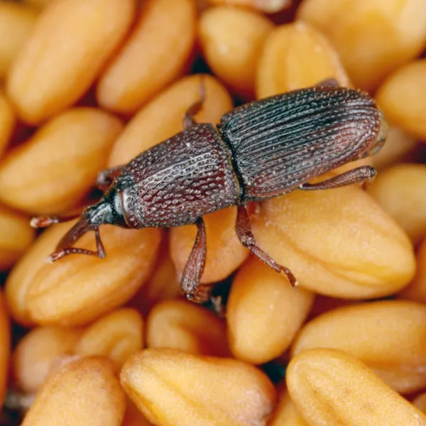 a black and brown Granary Weevil on a pile of nuts