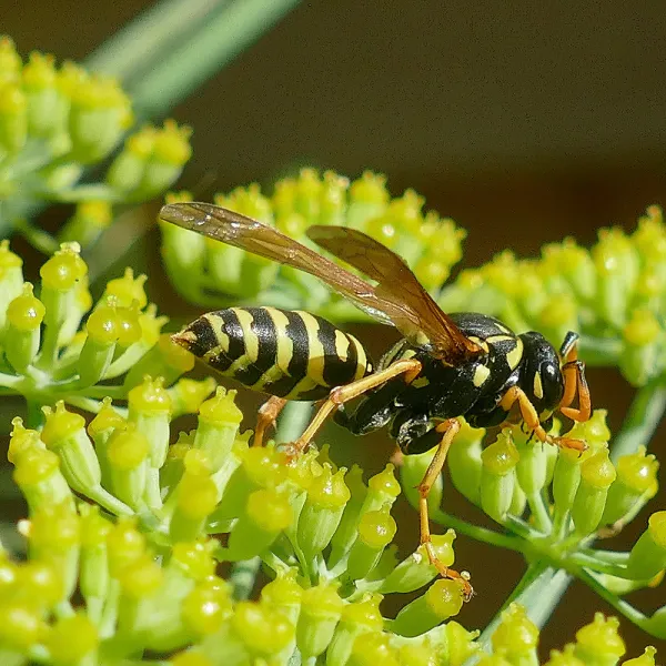 a Eastern Yellowjacket (Vespula maculifrons) on a flower