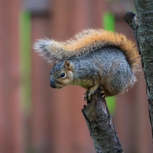 a Fox Squirrel on a tree branch