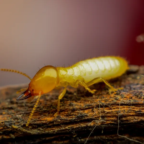 a Eastern Subterranean Termite (Reticulitermes flavipes)