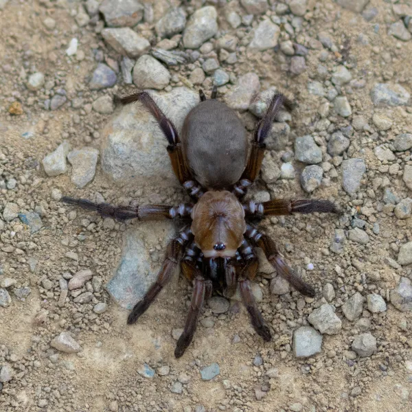 a large Trapdoor Spider on a rock