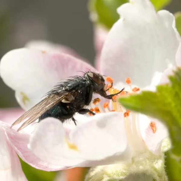a Blow Flies (Calliphoridae) on a flower
