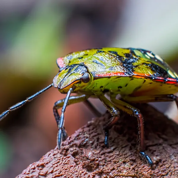 a colorful stink bug on a rock