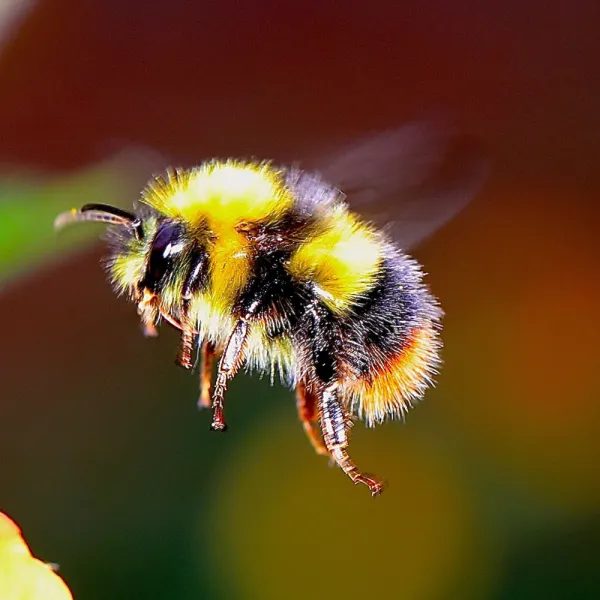 a bumble bee on a flower