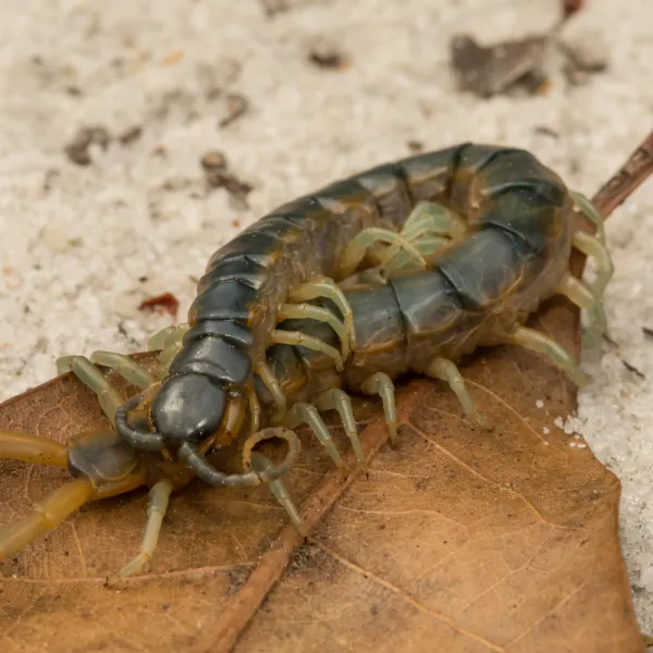 a large Eastern Bark Centipede on a wood surface