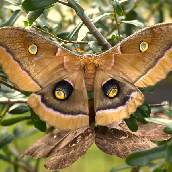 a Polyphemus Moth (Antheraea polyphemus) on a branch