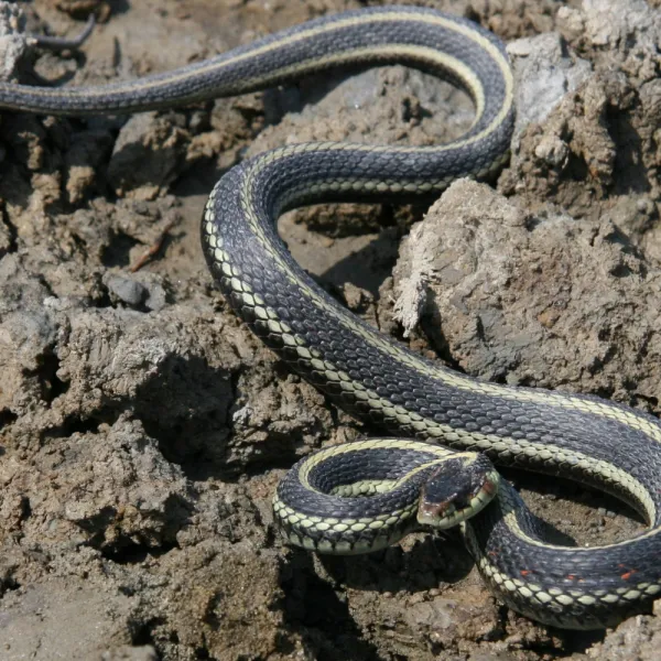 a Garter Snake on a rock