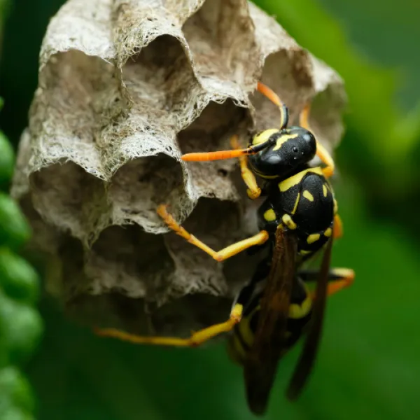 a close up of a stinging bee
