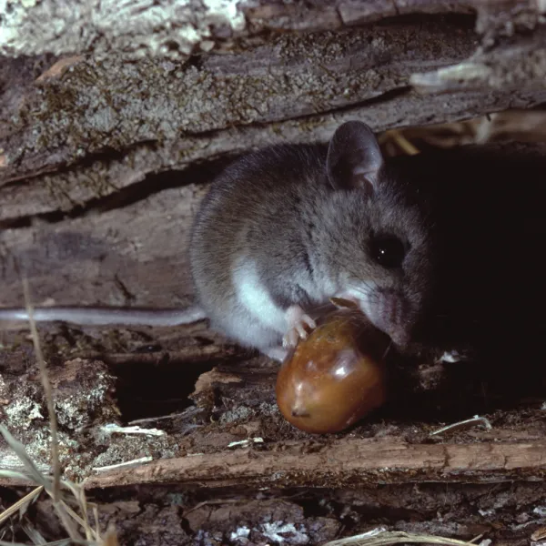 a White-footed Mouse (Peromyscus leucopus) eating a fruit