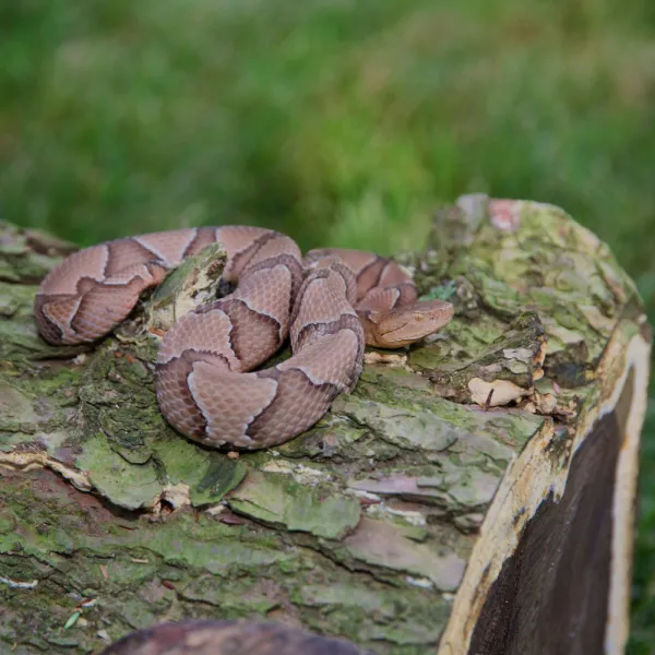a group of brown Copperhead