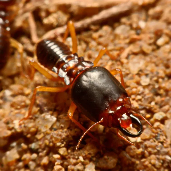a close up of a Earwigs