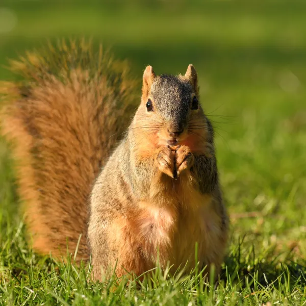 a Eastern Fox Squirrel eating a nut