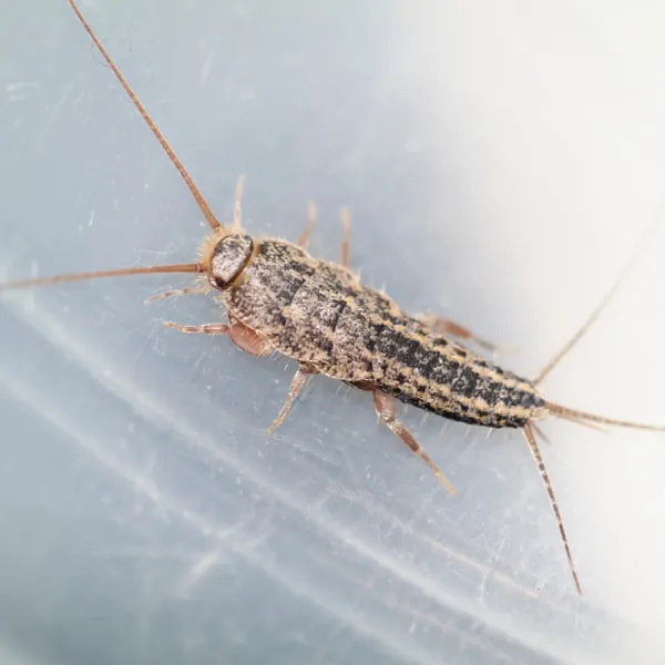 a close up of a Four-lined Silverfish (Ctenolepisma lineata)