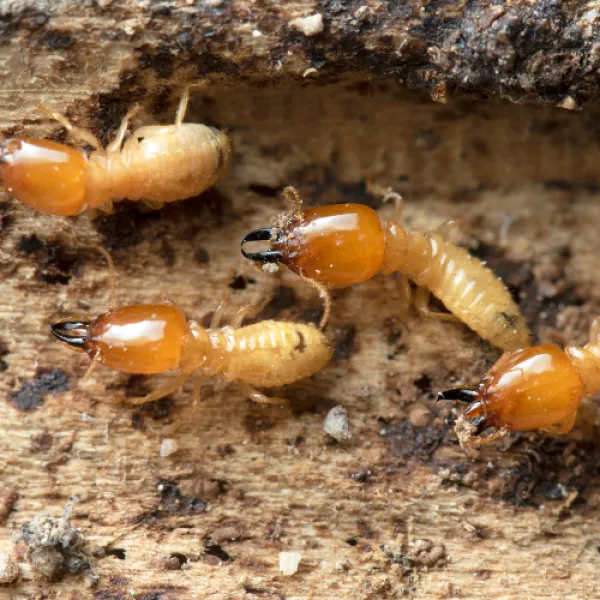 a group Incisitermes Snyderi termites on the ground