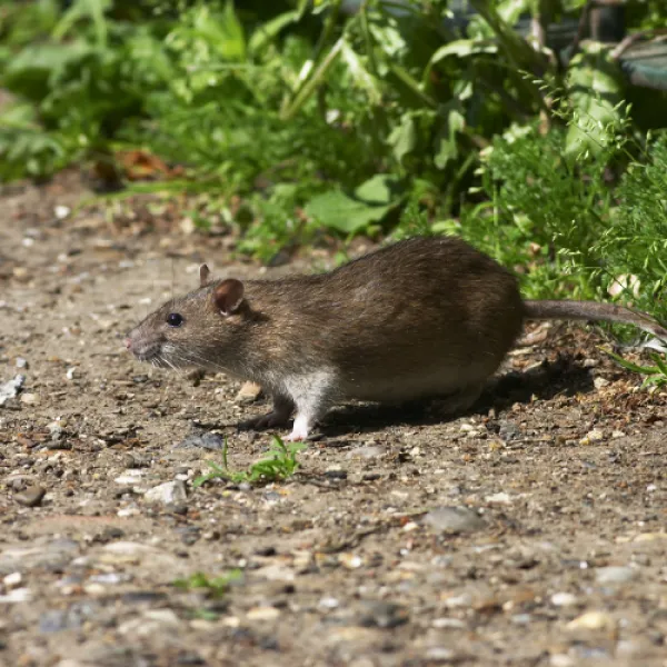 Rats, Atlanta Pest Control, Pest Control Services in Georgia,  Rodent & Wildlife, Rodent Inspections Atlanta